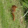 ECUREUIL. Je l’ai photographié chez moi dans mon jardin le 22 Mai dernier. Cet écureuil s’est installé avec son partenaire et saccagent le jardin en creusant. Il n’est pas craintif de ma présence. MELODIE LEGOFF